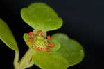 American golden saxifrage